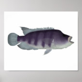 Wolf Cichlid Poster (Voorkant)