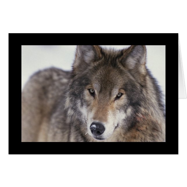 Wolf Close-up (Voorkant Horizontaal)