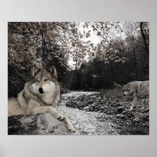 Wolf Creek Brook Boslandschap Poster (Voorkant)