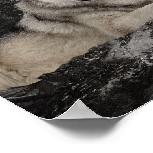 Wolf Creek Brook Forest Landschap Poster (Hoek)