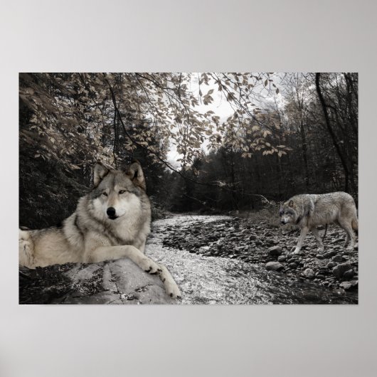 Wolf Creek Brook Forest Landschap Poster (Voorkant)