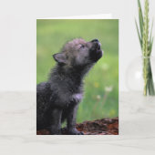 Wolf Cub die je kaart mist (Voorkant)