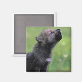 Wolf Cub Howling Magneet (Voorkant / Achterkant)
