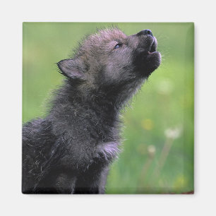 Wolf Cub Howling Magneet