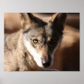 Wolf Cub Poster (Voorkant)