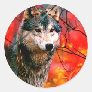 Wolf die door bladeren in een bos piept ronde sticker