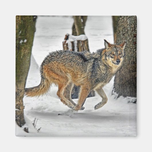 Wolf die in Sneeuwmagneet loopt Magneet (Voorkant)