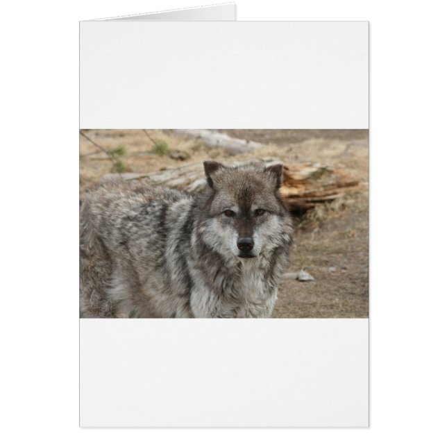 wolf dier gezicht ogen hondachtige bos dierentuin  (Voorkant)