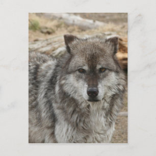 wolf dier gezicht ogen hondachtige bos dierentuin briefkaart