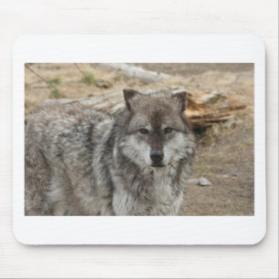 wolf dier gezicht ogen hondachtige bos dierentuin muismat