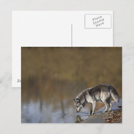 Wolf Drink water van een hond Briefkaart (Voorkant / Achterkant)