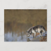 Wolf Drink water van een hond Briefkaart (Voorkant)