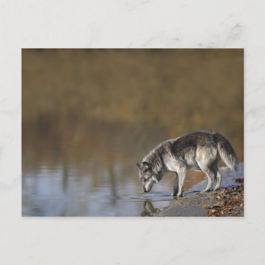 Wolf Drink water van een hond Briefkaart (Voorkant)
