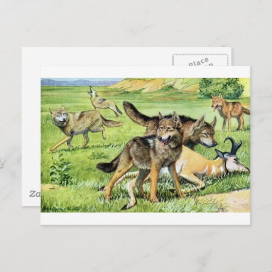 wolf en coyote briefkaart (Voorkant / Achterkant)