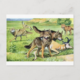 wolf en coyote briefkaart