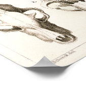 Wolf en Fox Skulls Veterinary Anatomy Print (Hoek)