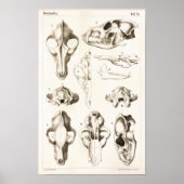 Wolf en Fox Skulls Veterinary Anatomy Print (Voorkant)