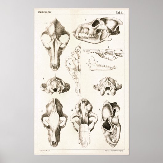 Wolf en Fox Skulls Veterinary Anatomy Print (Voorkant)