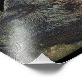 Wolf en Moon Foto Afdruk (Hoek)