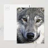 Wolf Eyes Artwork Briefkaart (Voorkant / Achterkant)