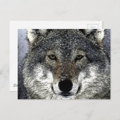 Wolf Eyes Briefkaart (Voorkant / Achterkant)