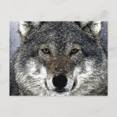 Wolf Eyes Briefkaart (Voorkant)