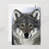 Wolf Eyes Briefkaart (Voorkant / Achterkant)