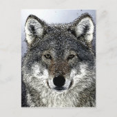 Wolf Eyes Briefkaart (Voorkant)
