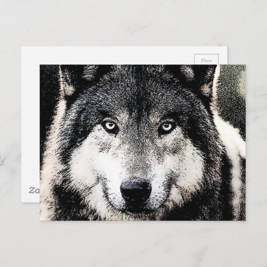 Wolf Eyes Briefkaart (Voorkant / Achterkant)