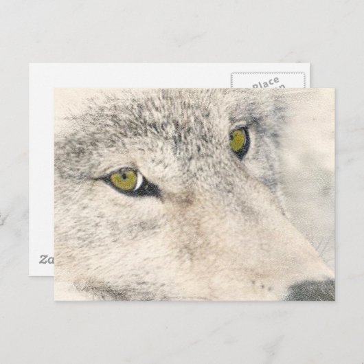 Wolf Eyes Briefkaart (Voorkant / Achterkant)