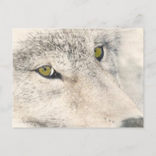 Wolf Eyes Briefkaart