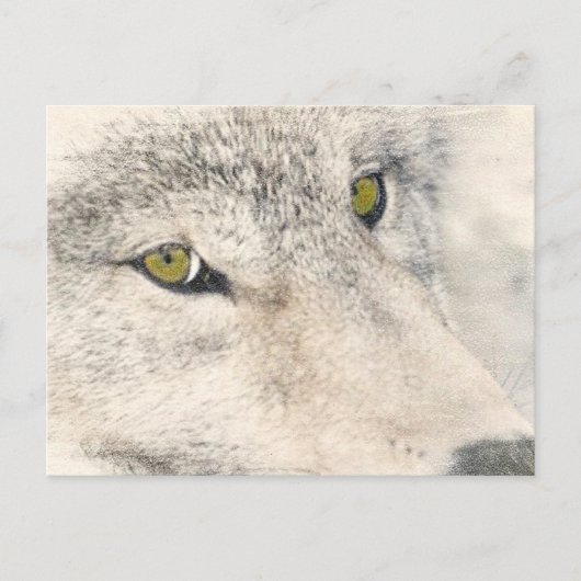 Wolf Eyes Briefkaart (Voorkant)