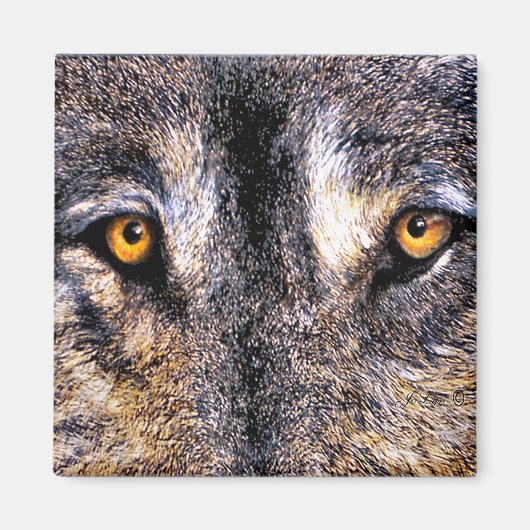 Wolf Eyes Magnet (Voorkant)