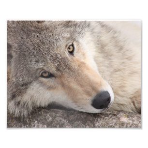 Wolf Eyes - Timber Wolf Foto Afdruk
