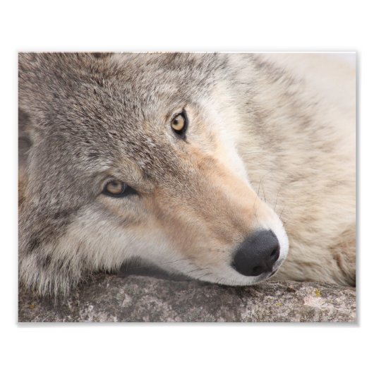 Wolf Eyes - Timber Wolf Foto Afdruk (Voorkant)