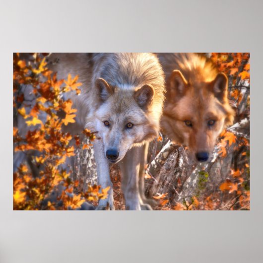 Wolf FAMILY AUTUMN Poster (Voorkant)