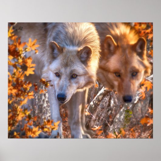 Wolf FAMILY AUTUMN Poster (Voorkant)