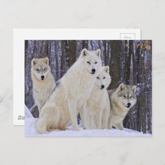 Wolf Family Briefkaart (Voorkant / Achterkant)