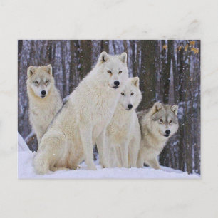 Wolf Family Briefkaart