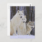 Wolf Family Briefkaart (Voorkant / Achterkant)