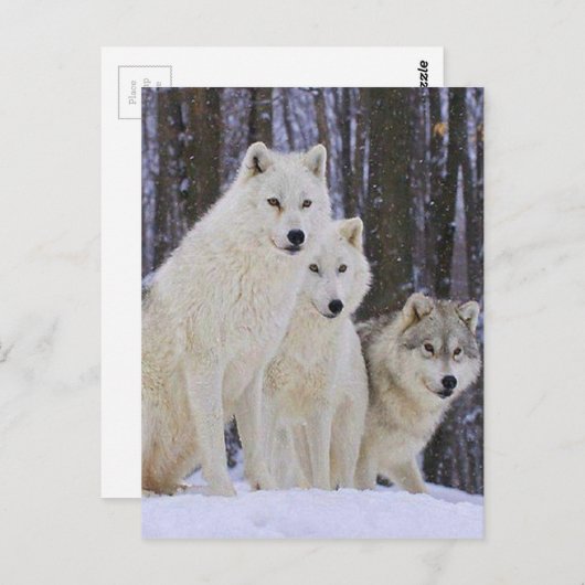 Wolf Family Briefkaart (Voorkant / Achterkant)