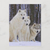 Wolf Family Briefkaart (Voorkant)