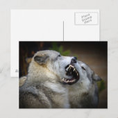 Wolf Fight Briefkaart (Voorkant / Achterkant)