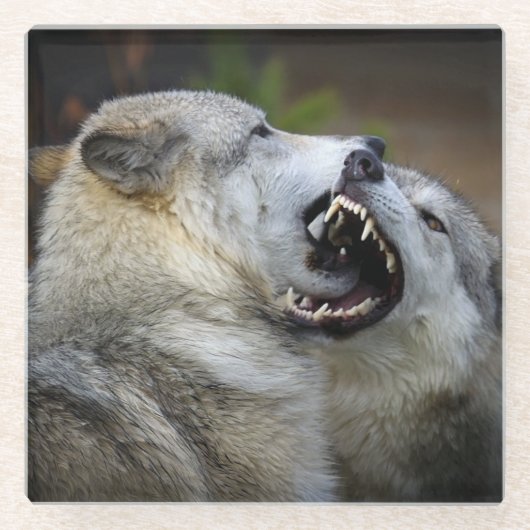 Wolf Fight Glazen Onderzetter (Voorkant)