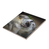 Wolf Fight Tegeltje (Zijkant)