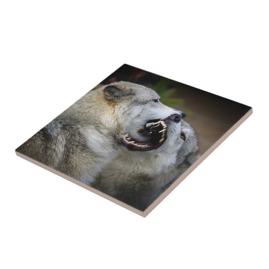 Wolf Fight Tegeltje (Zijkant)