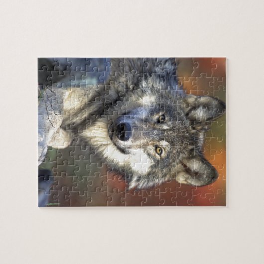 Wolf Foto Legpuzzel (Horizontaal)