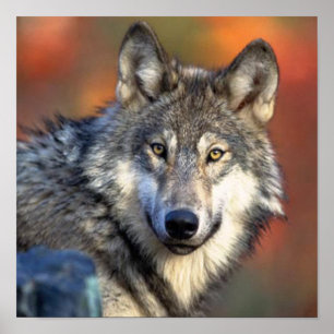 Wolf Foto Poster