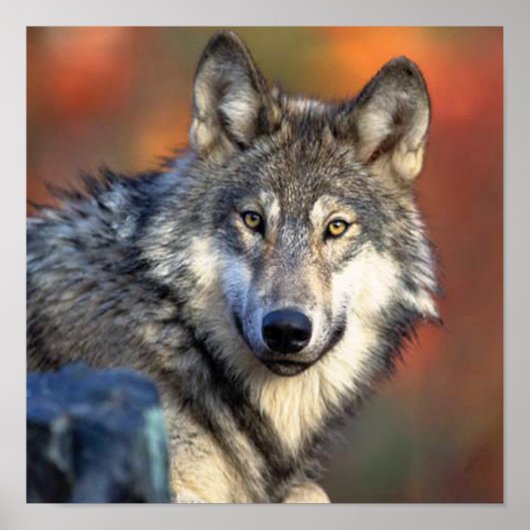 Wolf Foto Poster (Voorkant)