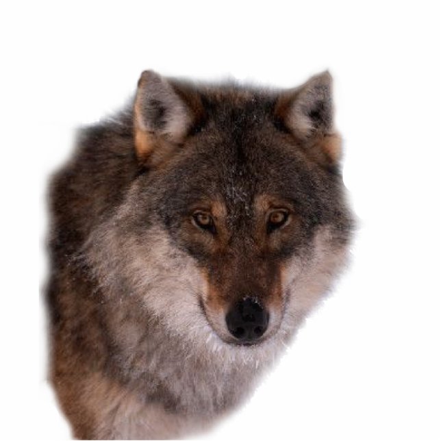 Wolf Fotobeeldje Sleutelhanger (Voorkant)